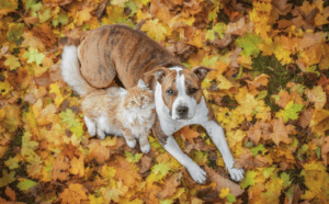 Are mums poisonous to dogs and cats? Fall Plants Guide from the ASPCA