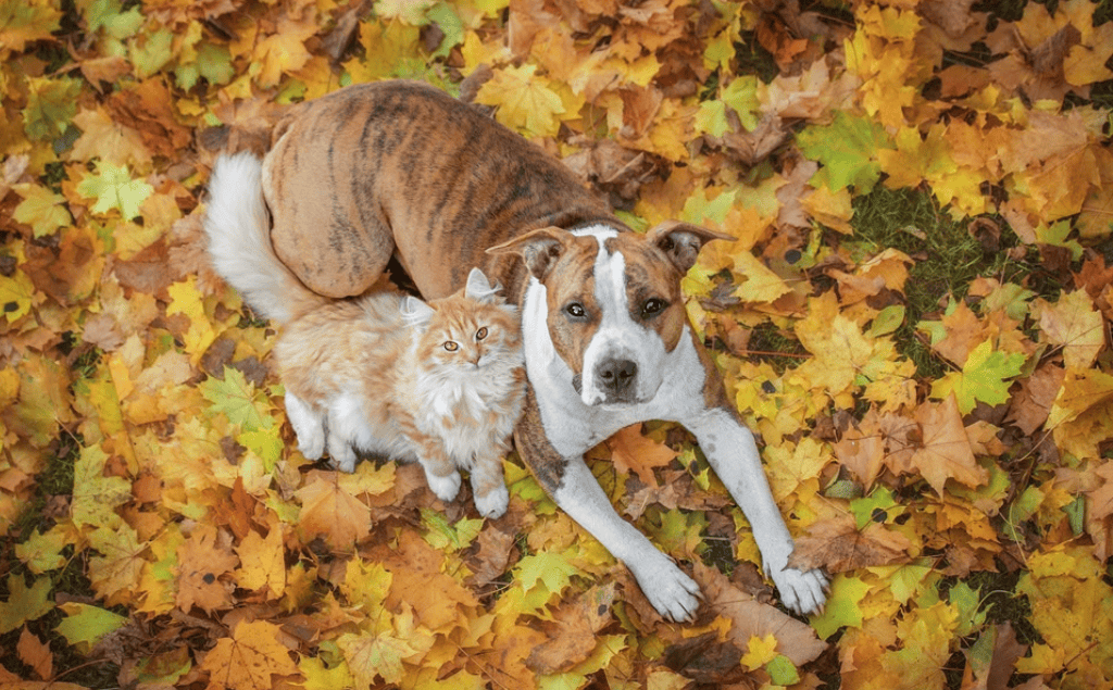 Are mums poisonous to dogs and cats? Fall Plants Guide from the ASPCA