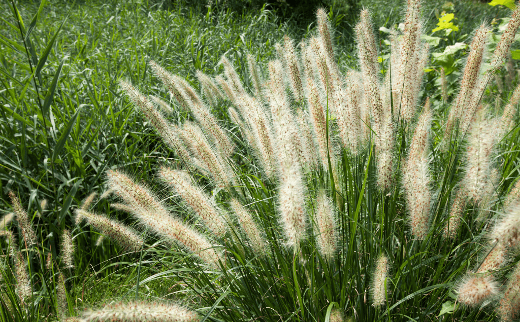 Fountain Grass