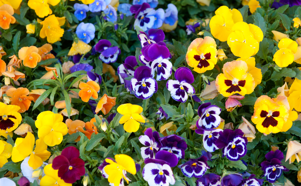 Pansies