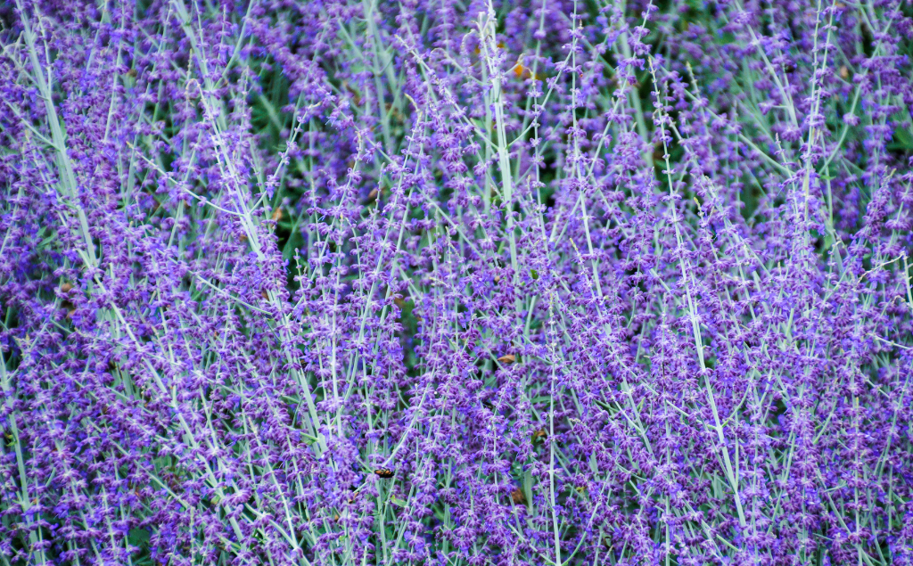 Russian Sage