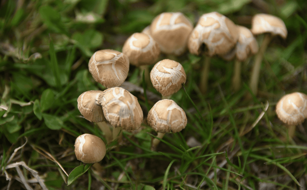 Wild Mushrooms