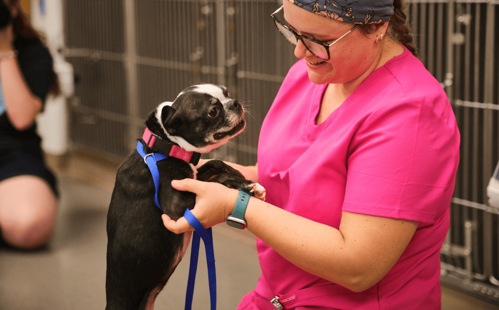 when to go to emergency vet, what is an emergency vet, when to go to an urgent care vet, should i call the emergency vet