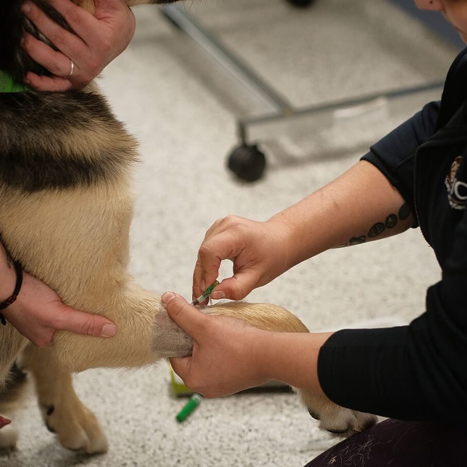 Veterinary Mentorships At Evcc